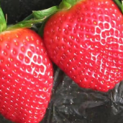 云南，金鑫草莓种植基地，夏季草莓已少量上市，基地直销