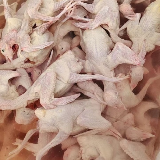 莘县农场自产 现要现杀 冰鲜乳鸽