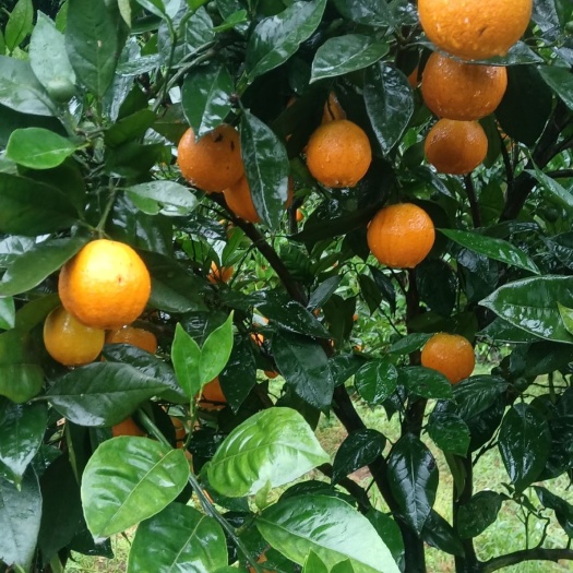 湖南江永优质夏橙大量上市中，产品特色，皮薄多汁，口感清甜。
