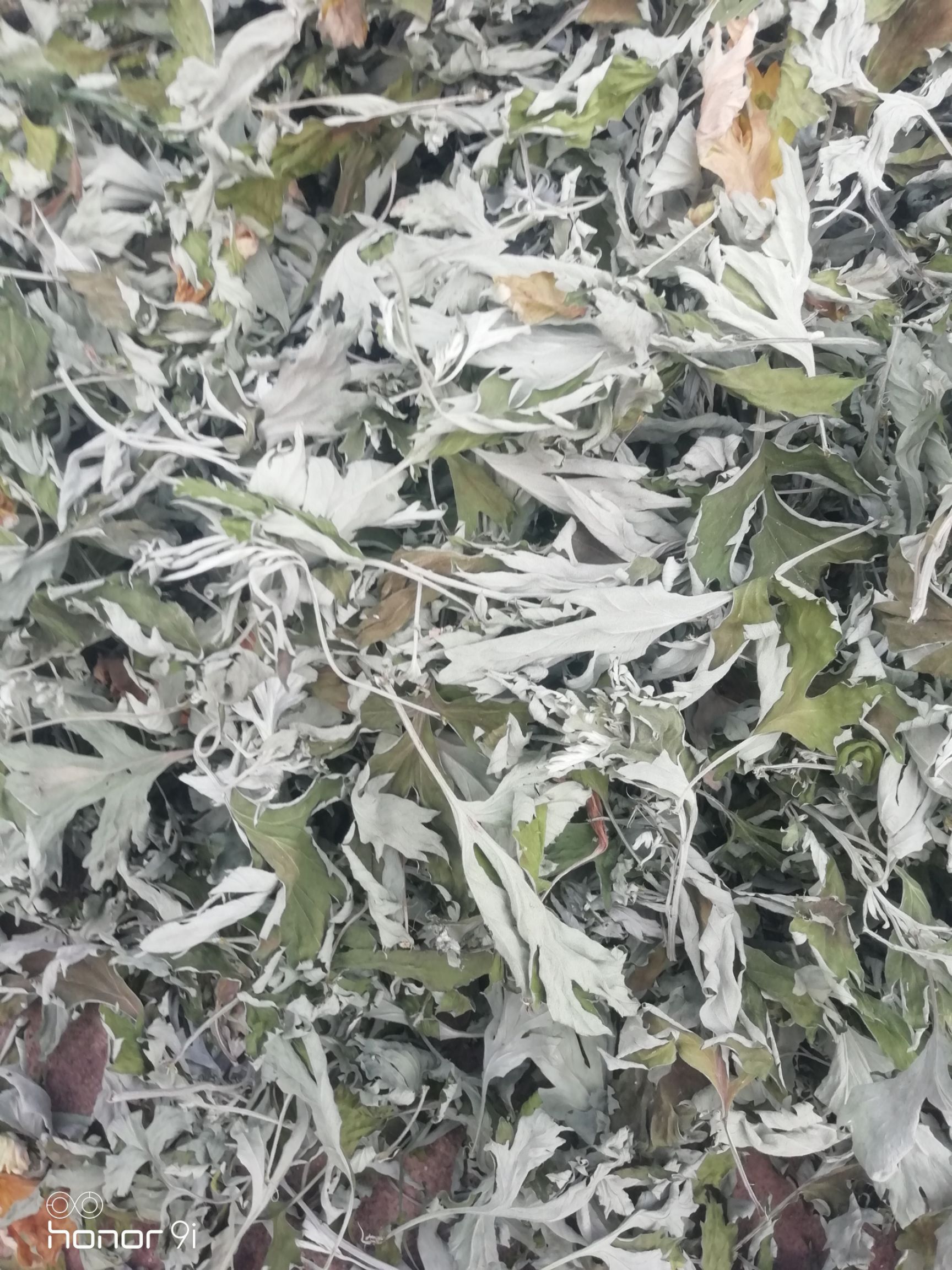 艾叶，艾草现货