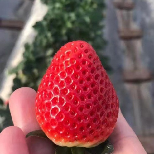 会泽县云南金鑫草莓种植基地，夏季草莓已少量上市，发往全国各地