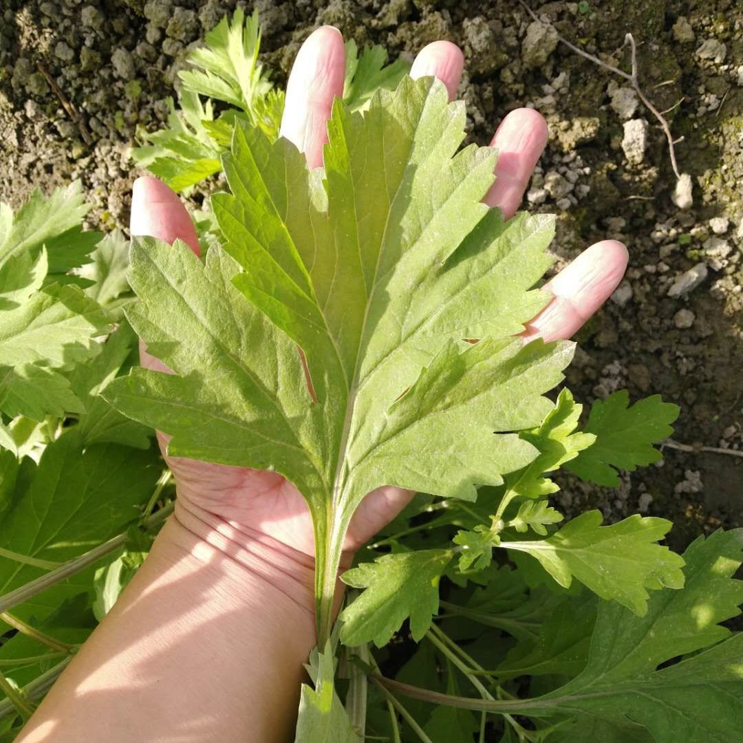 艾草  艾叶，全颗艾，干艾，压包艾