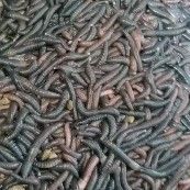 罗定市广地龙苗广地龙活体广地龙种苗大蚯蚓土蚯蚓蚯蚓苗
