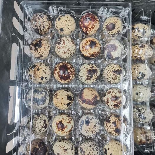 精品装24枚鲜鹌鹑蛋，