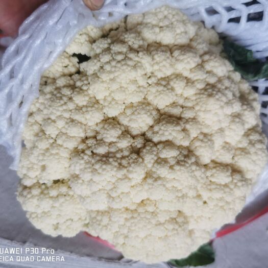 乐亭县白花菜花 有机花大量上市