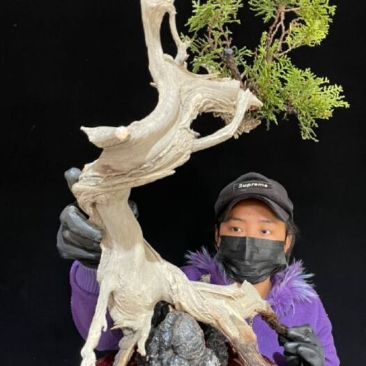 成都窄冠侧柏 