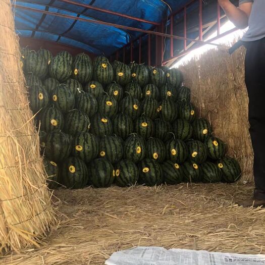 砀山县甜王西瓜 瓤口多汁口感纯正 基地现摘现发