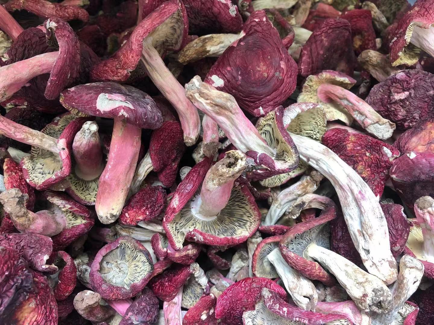 云南普洱红菇品上市