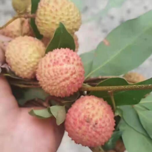 阳春市桂味荔枝 桂味