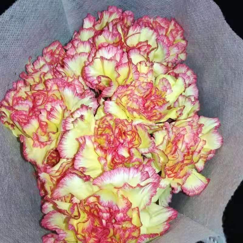 康乃馨种苗鲜切花种苗