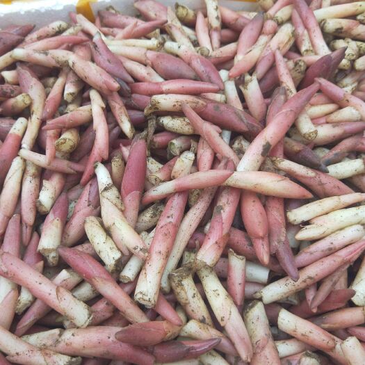 文山市阳荷  高山洋荷