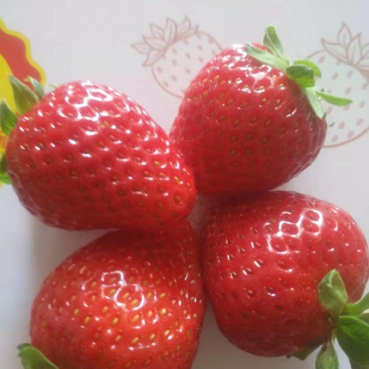 蒙特瑞草莓  云南省会泽县，夏秋草莓联合社蒙特瑞品种，香甜可