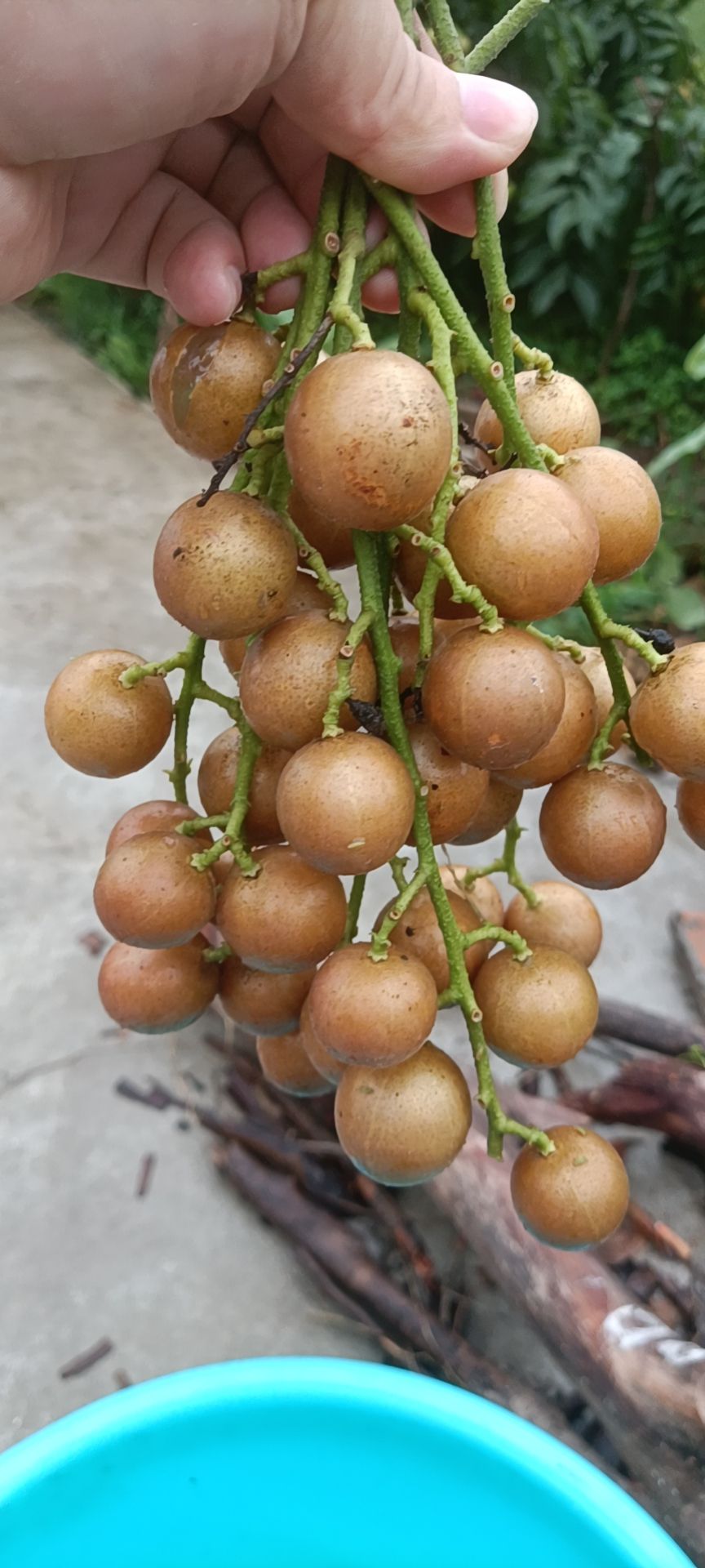 贵妃黄皮果
