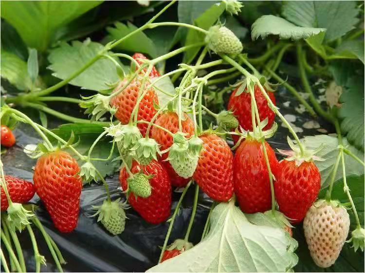 蒙特瑞草莓  云南省会泽县，金鑫草莓种植基地基地直销，发往全