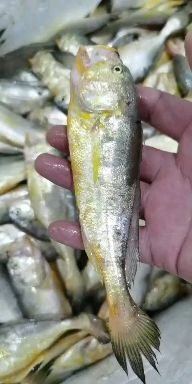 小黄鱼  梅童鱼