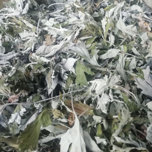 汝阳县艾叶，现货