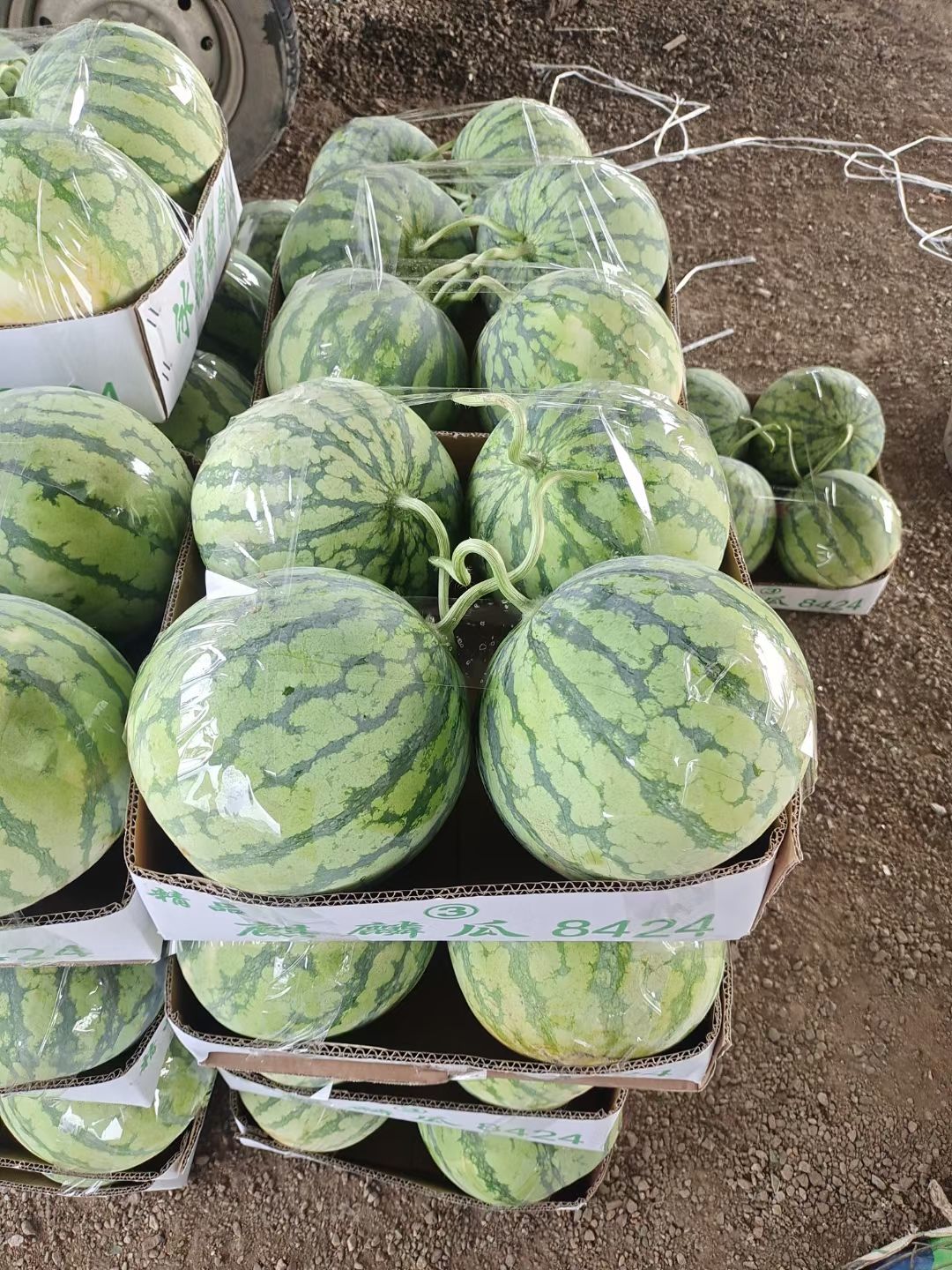 麒麟西瓜  精品麒麟瓜，瓜好味甜，支持全国出售。