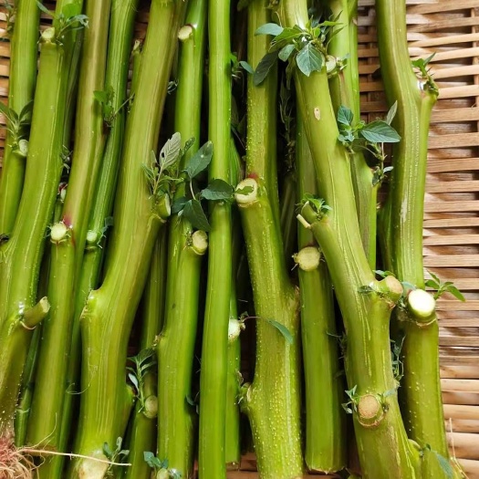信宜市红苋菜 霉苋菜茎 汉菜梗 刺苋茎