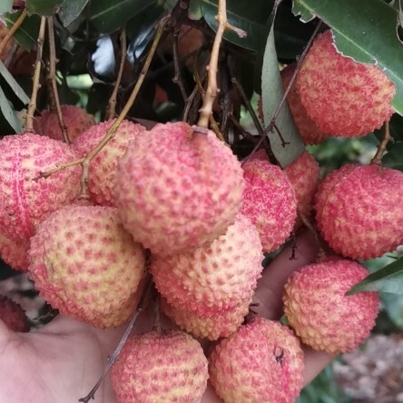 阳西县桂味荔枝 广东桂味大量上市