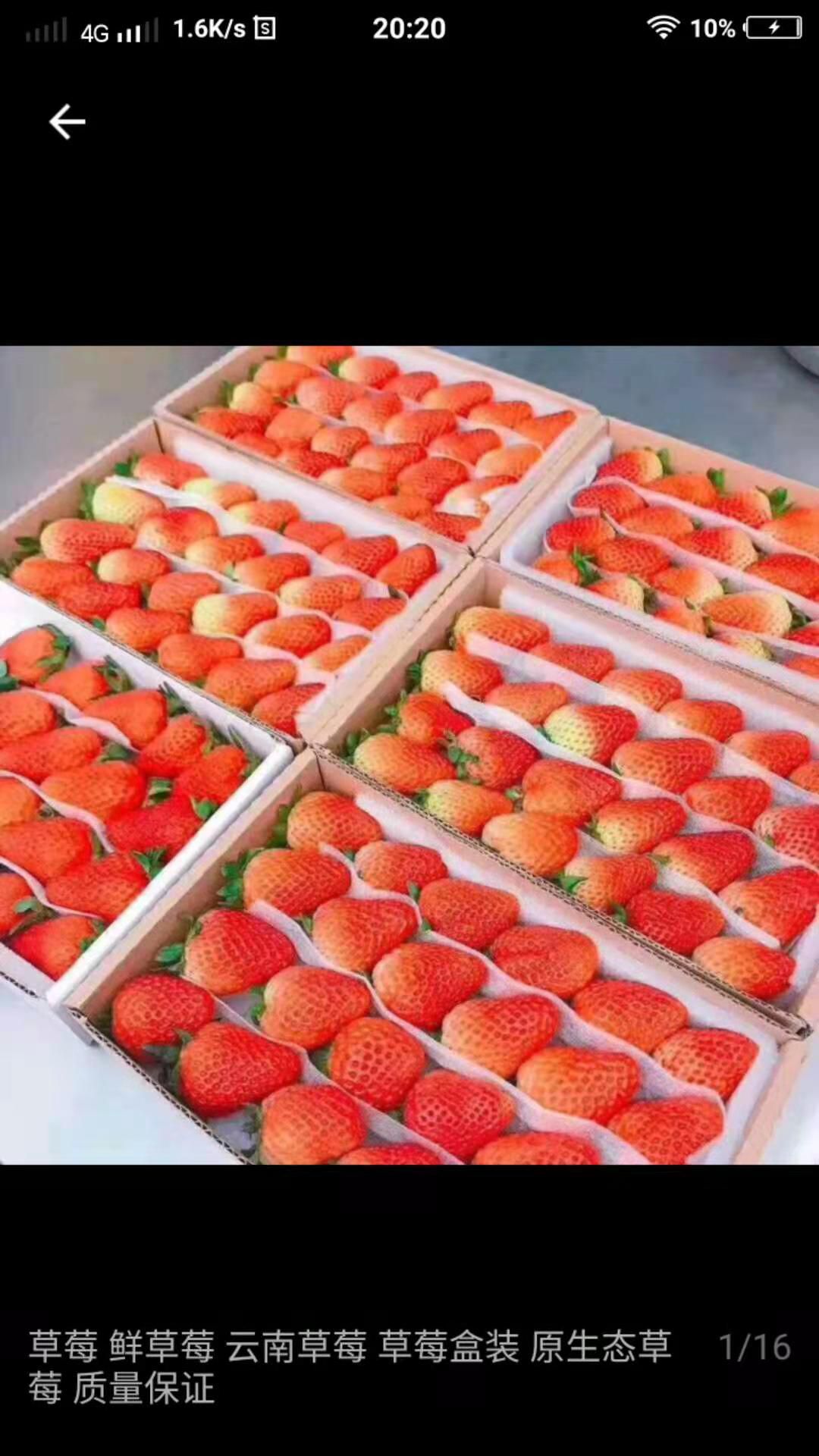 會澤縣云南省會澤縣，金鑫草莓種植基地蒙特瑞草莓，基地直銷
