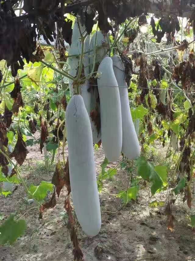 青绿饲料  一年生牧草种子批发，墨西哥玉米草种子批发