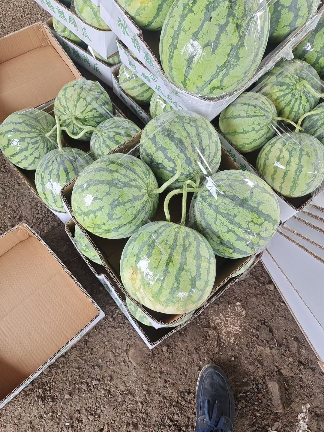 麒麟西瓜  精品麒麟瓜，瓜好味甜，支持全国出售。