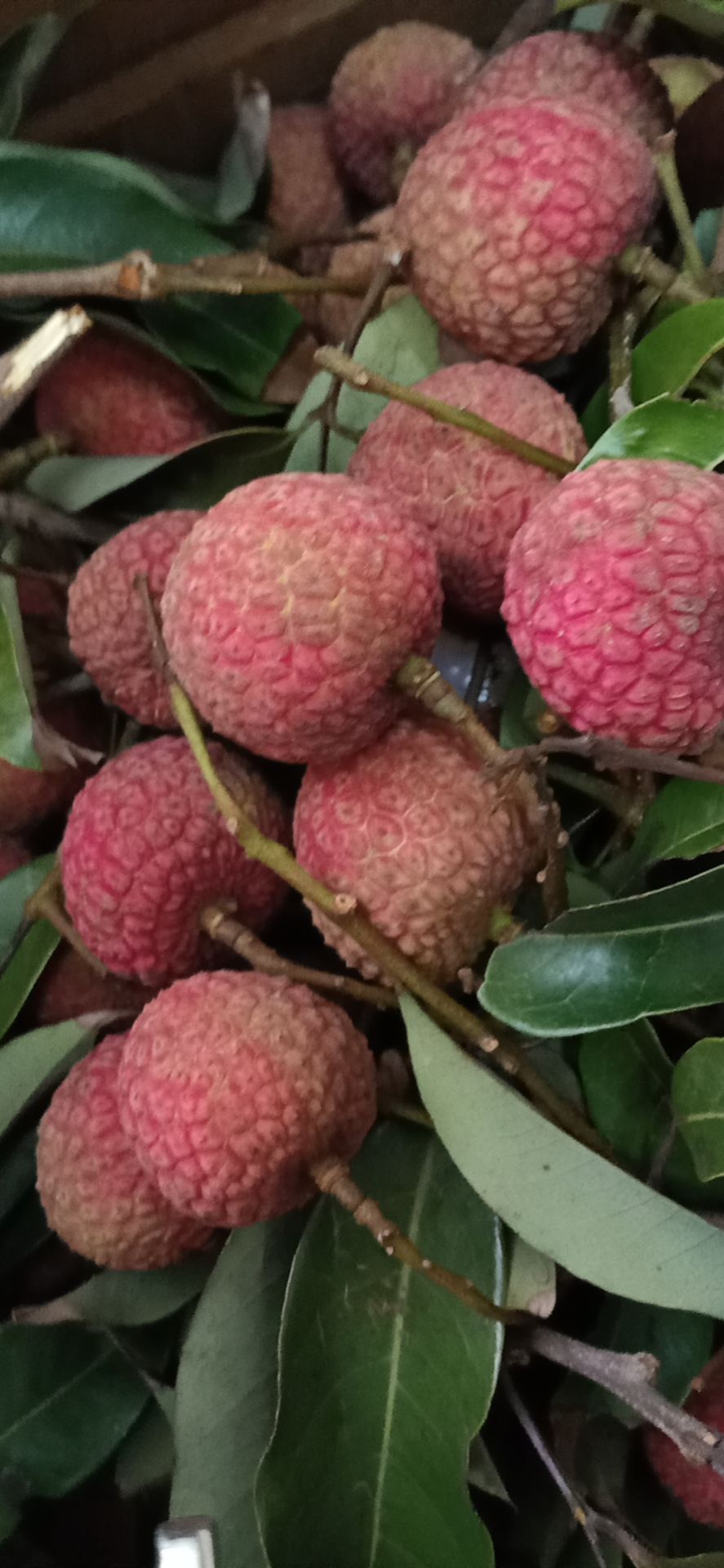 妃子笑荔枝 荔枝妃子笑，白糖罂