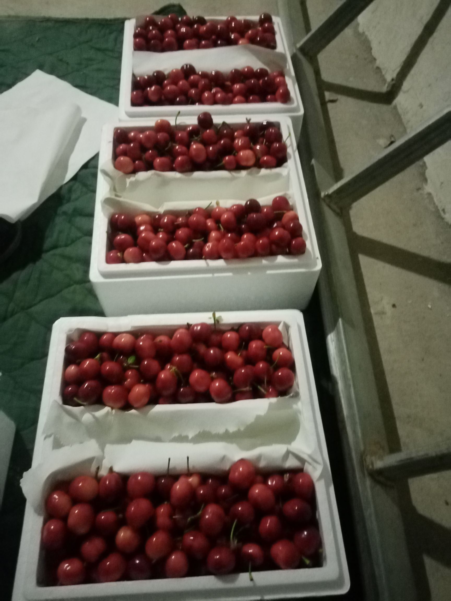 大紫樱桃 天水大樱桃