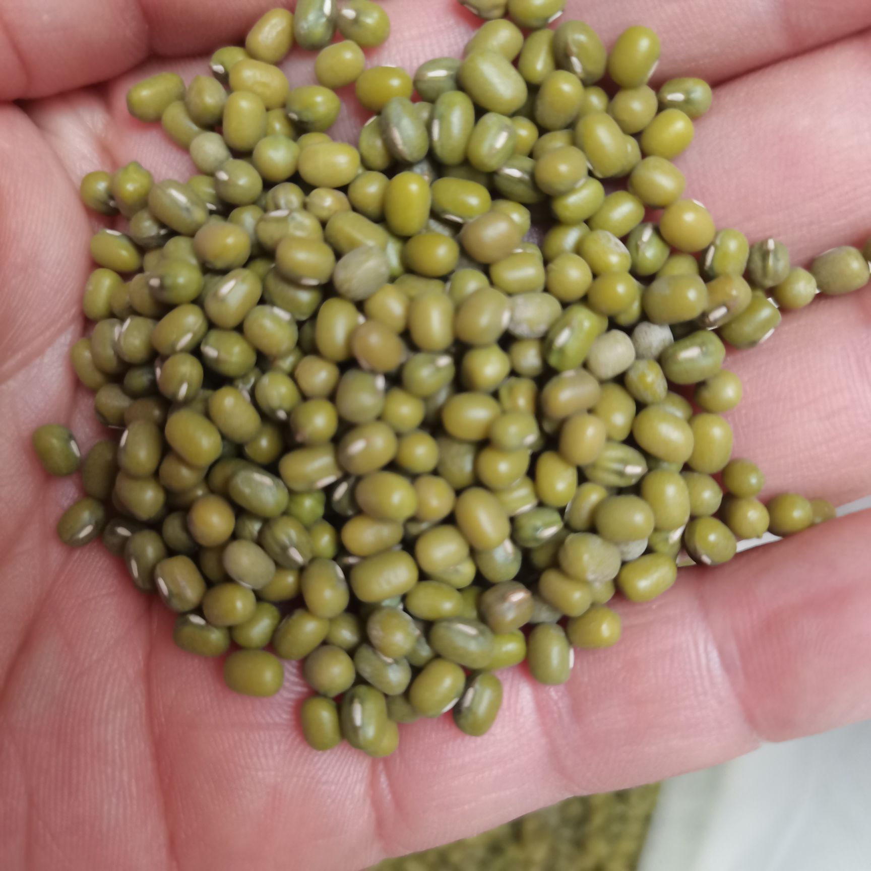 临沂明绿豆  芽豆绿豆小粒 国产东北明粒小绿豆 发芽率高