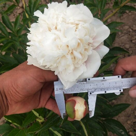临夏县芍药切花  杨妃出浴鲜花