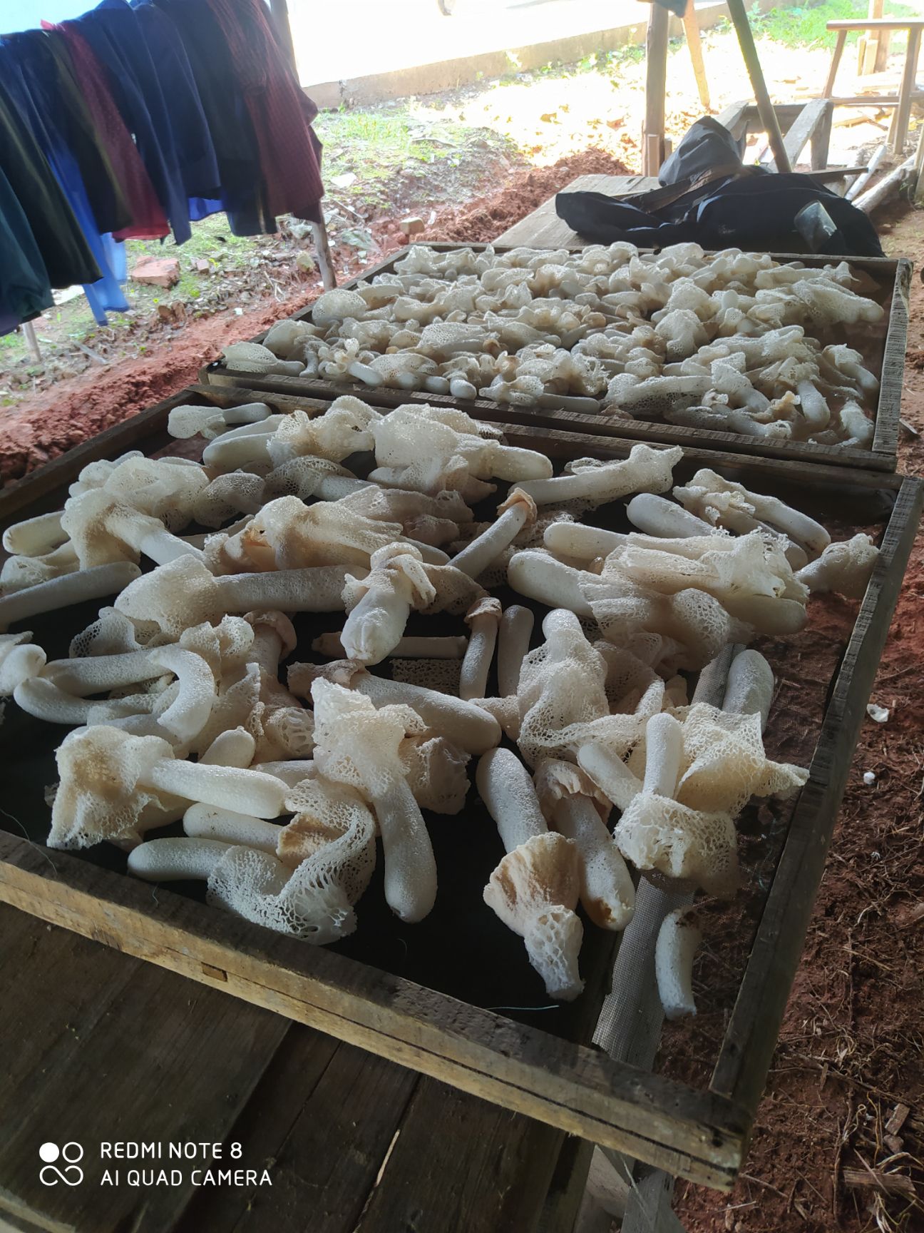 长裙竹荪  竹荪自产自销