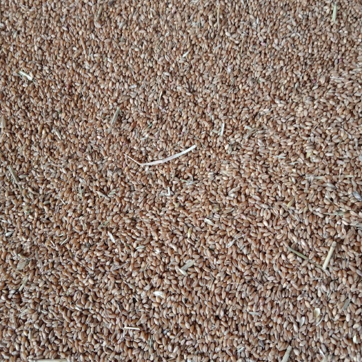 小麦麸皮面粉大量出售