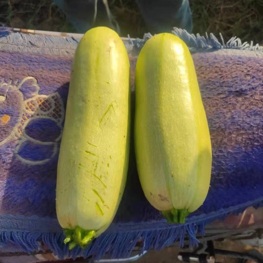 渭南绿皮西葫芦 三月瓜，西葫芦，产地陕西省渭南市临渭区。1天卸货3到5千斤。