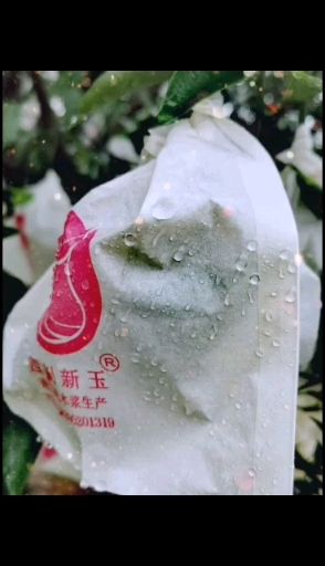 种植套袋 不知火丑橘耙耙柑春见柑橘育果袋厂家直销上树袋