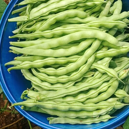 盐边县四季豆出售