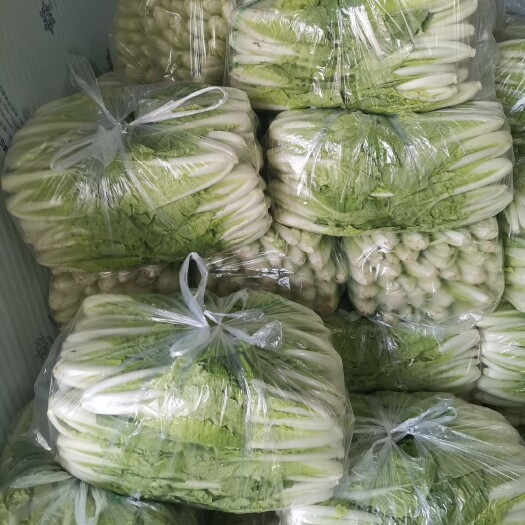 太和县 精品上海青种植基地
