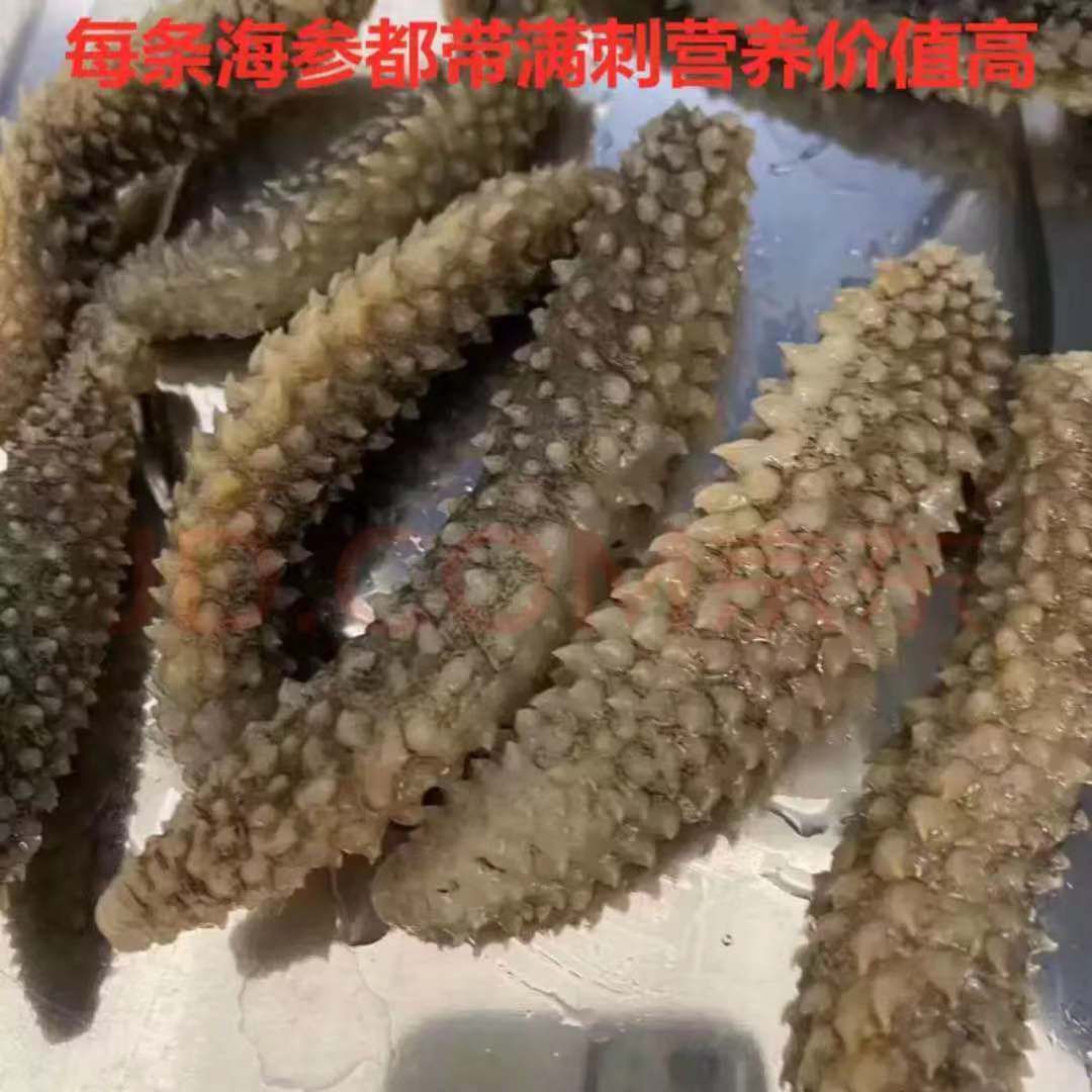 深海海参干货黑刺参大连海参白刺参海鲜干货米参刺参