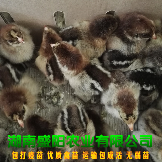 衡阳孵化场批发青脚麻羽土鸡苗小种青脚麻羽土鸡苗脱温后适合山上放养