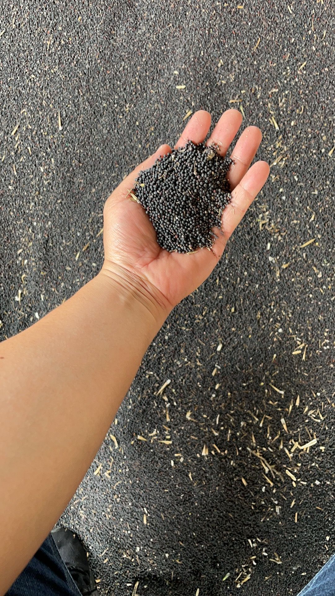  本地菜籽上等油色新菜籽大量上市