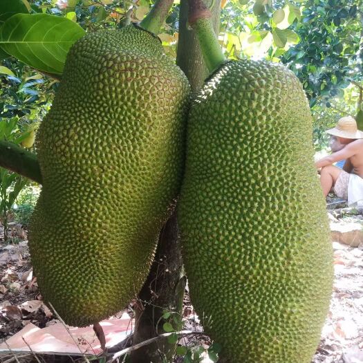 保亭县 菠萝蜜