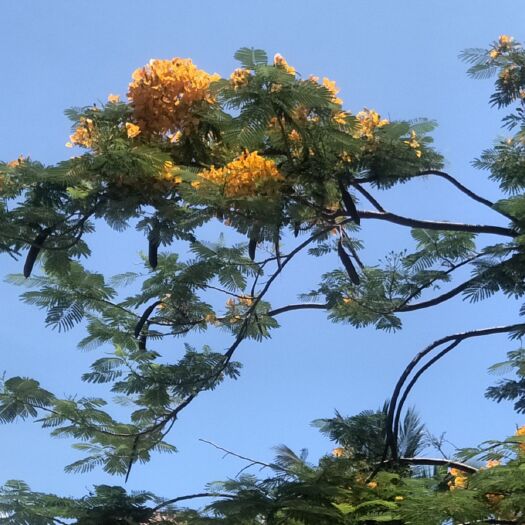 三亚正宗黄花凤凰木种子  金凤凰种苗批发