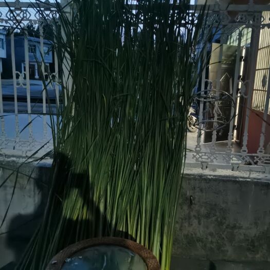 孟州市芭蕉花  浦草