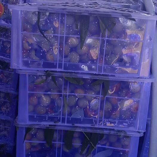 廉江市妃子笑荔枝 荔枝妃子笑，白糖罂