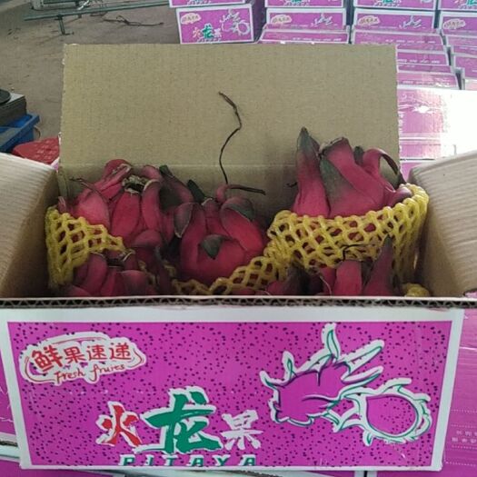 南宁火龙果 金都一号高品50果