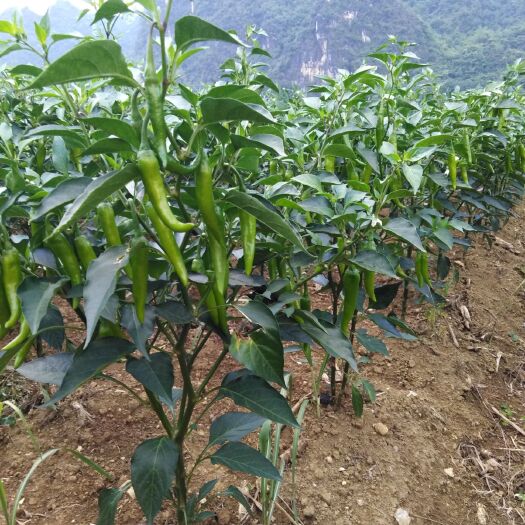 大新县薄皮椒  宝能辣椒