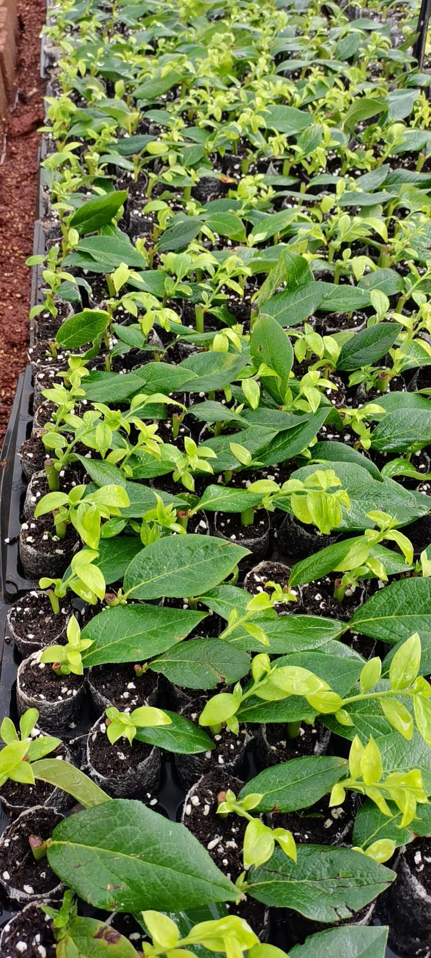  蓝莓苗，蓝莓树