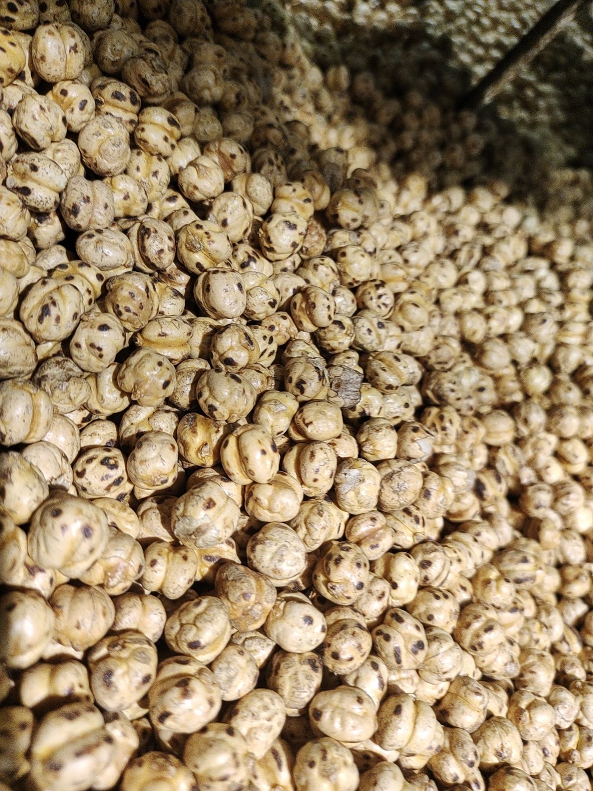  新疆特产  鹰嘴豆 味道独特 吃就有新鲜感 批发价 薄利多销