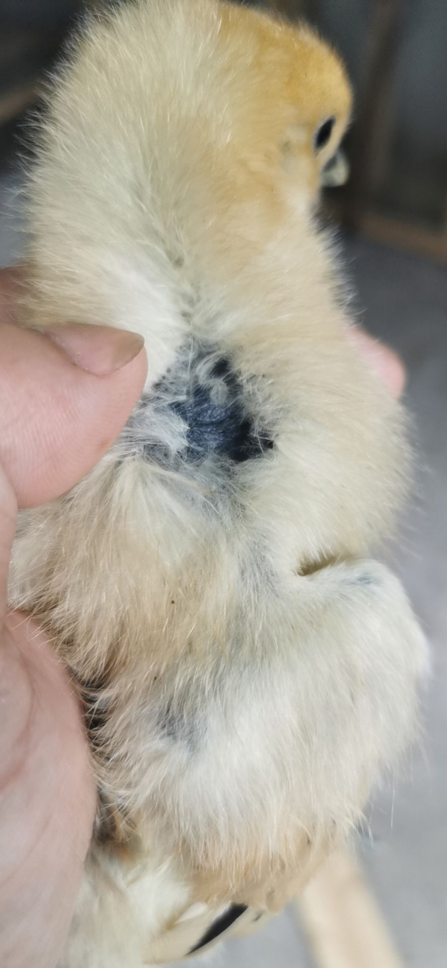 鸡苗五黑鸡苗，快大黑乌鸡，麻乌鸡，