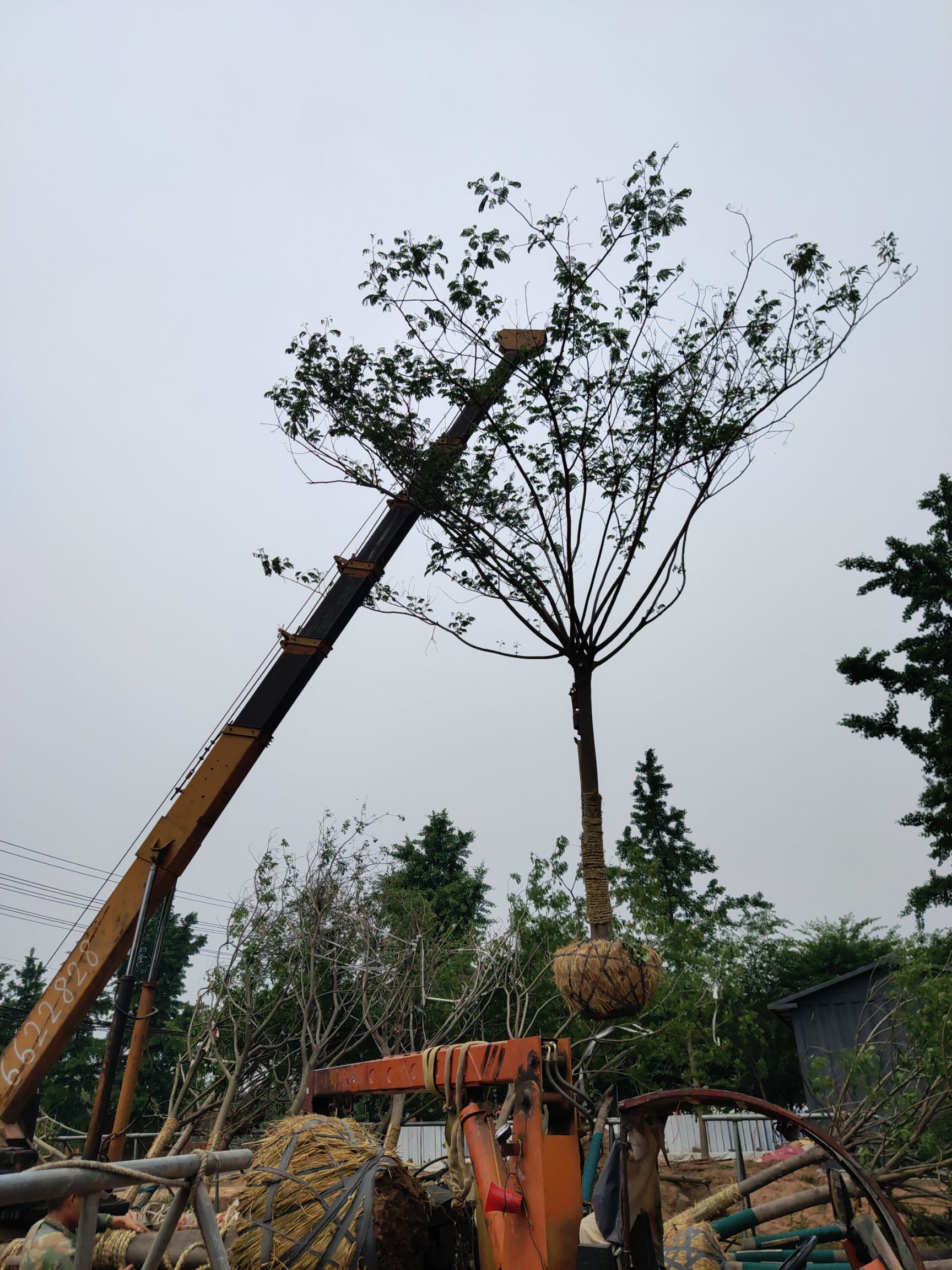 15-25公分合欢树苗圃批发
