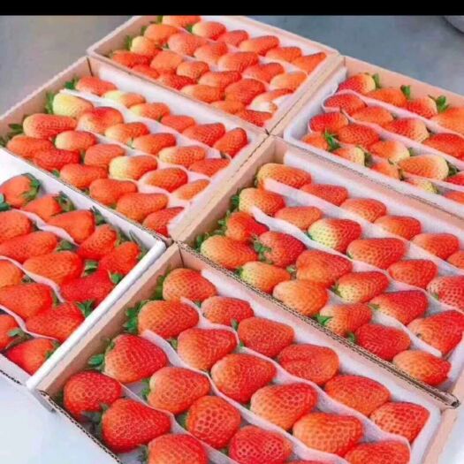 云南金鑫草莓种植基地，夏季草莓已大量上市，发往全国各地包邮的